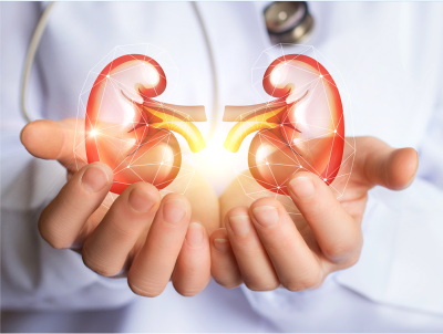 kidney-model.png